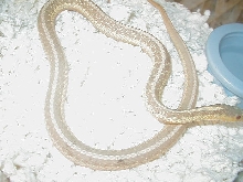 Eastern albino NY paradox albino strain