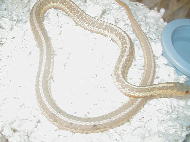 Eastern albino NY paradox albino strain