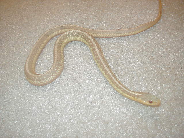 Eastern albino NY paradox albino strain