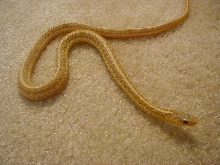 Eastern albino NY paradox albino strain