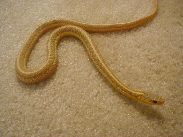 Eastern albino NY paradox albino strain