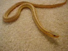 Eastern albino NY paradox albino strain