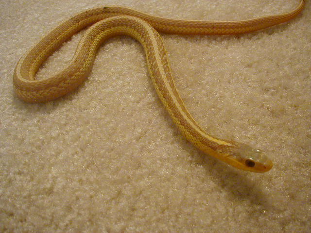 Eastern albino NY paradox albino strain