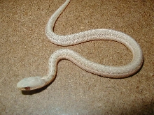 Eastern albino Schuett strain CB 2007