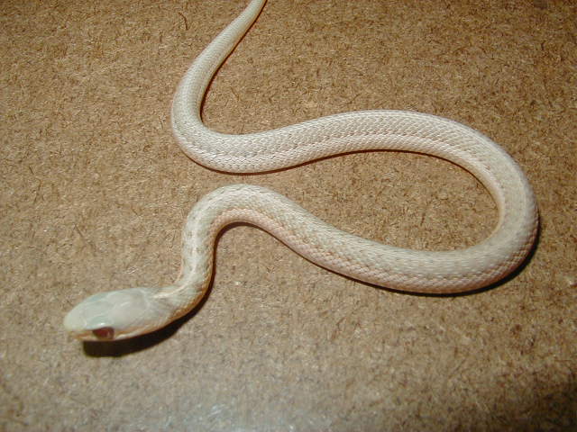 Eastern albino Schuett strain CB 2007