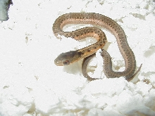Eastern het albino Schuett strain CB 2007