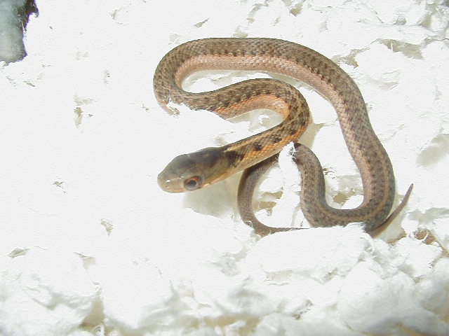 Eastern het albino Schuett strain CB 2007
