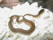 Eastern het albino Schuett strain CB 2007