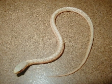 Eastern albino Schuett strain CB 2007