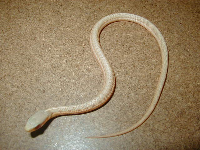 Eastern albino Schuett strain CB 2007