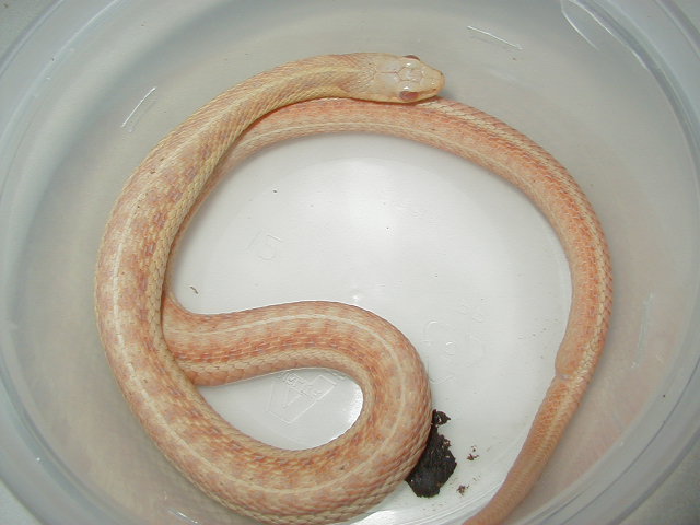 Eastern albino female WC MIchigan 07 21 2009