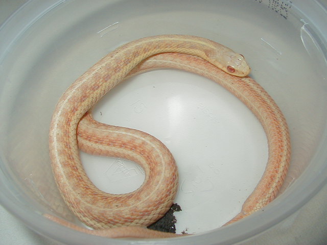 Eastern albino female 2 WC MIchigan 07 21 2009