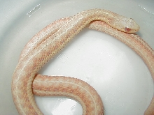 Eastern albino female 5 WC MIchigan 07 21 2009