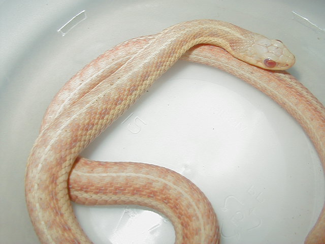 Eastern albino female 5 WC MIchigan 07 21 2009