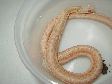 Eastern albino female 4 WC MIchigan 07 21 2009