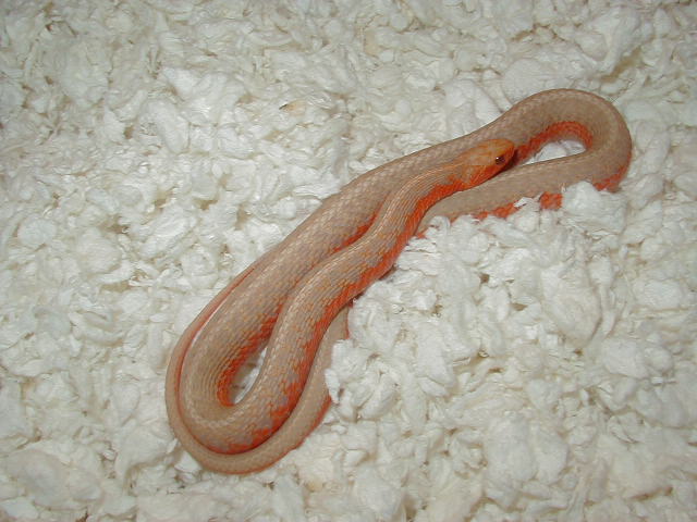 Eastern albino flame 2 CB 2008 11 06 2008