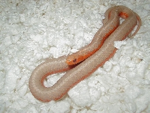 Eastern albino flame 3 CB 2008 11 06 2008