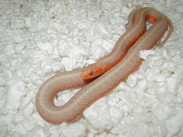 Eastern albino flame 3 CB 2008 11 06 2008