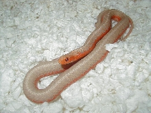 Eastern albino flame 4 CB 2008 11 06 2008