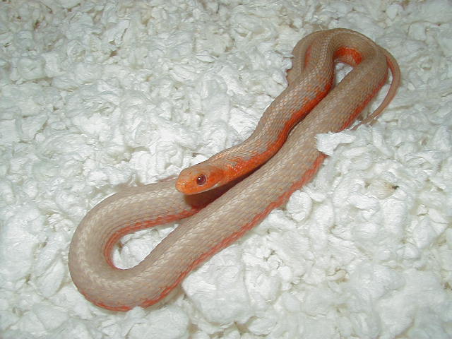 Eastern albino flame 4 CB 2008 11 06 2008