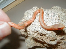 Eastern albino flame CB 09 2 female 06 30 2009