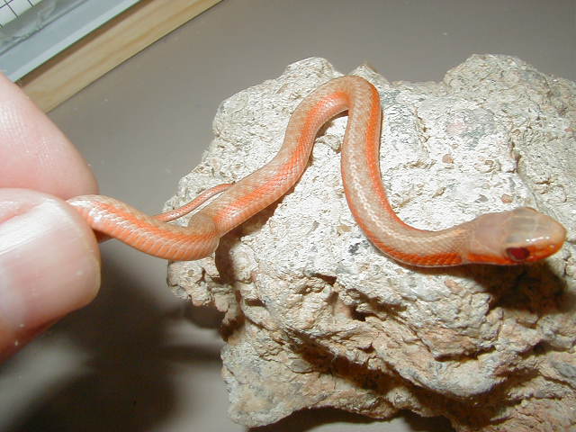 Eastern albino flame CB 09 2 female 06 30 2009