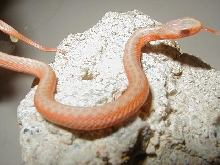 Eastern albino flame CB 09 female 06 30 2009