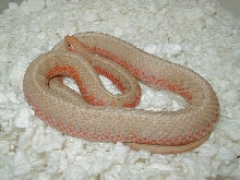 Eastern albino flame cb 08 gravid female 05 20 2009