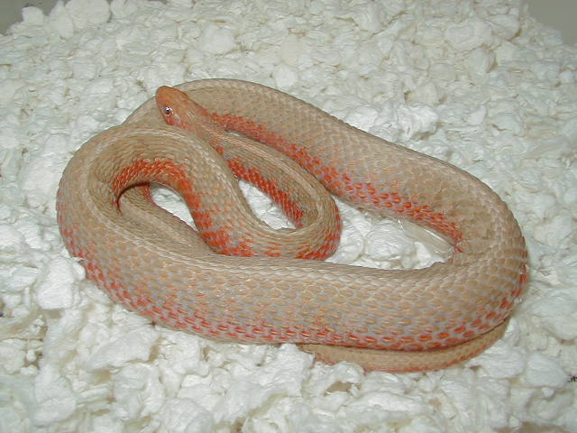 Eastern albino flame cb 08 gravid female 05 20 2009