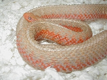 Eastern albino flame cb 08 gravid female 2 05 20 2009