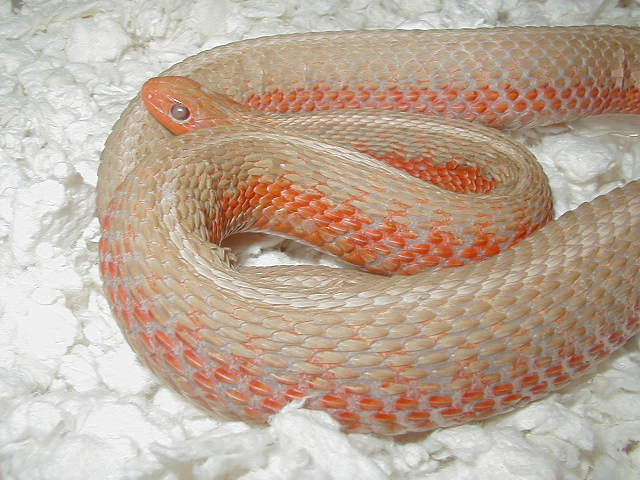 Eastern albino flame cb 08 gravid female 2 05 20 2009