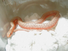 Eastern albino flame male 2 CB 09 10 04 2009
