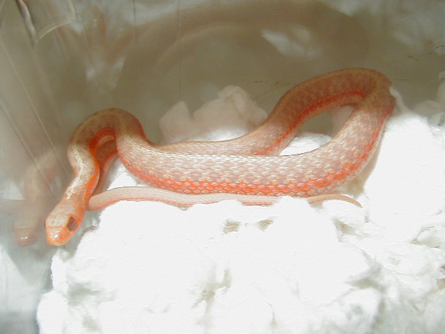 Eastern albino flame male 2 CB 09 10 04 2009