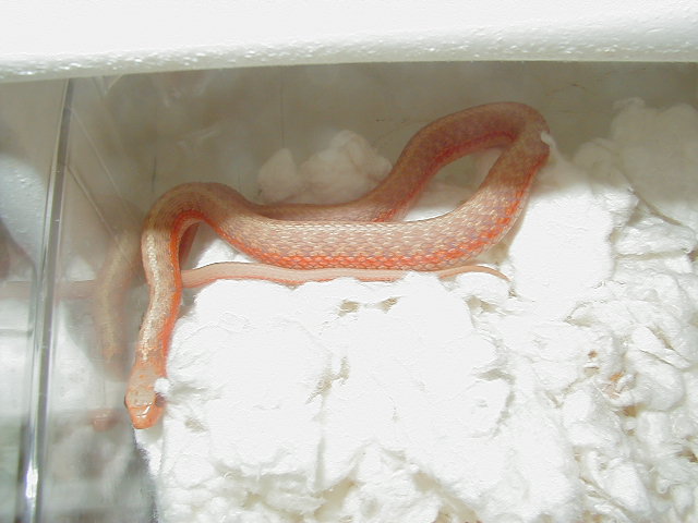 Eastern albino flame male  CB 09 10 04 2009