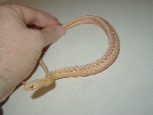 Eastern albino male WC MIchigan 07 21 2009