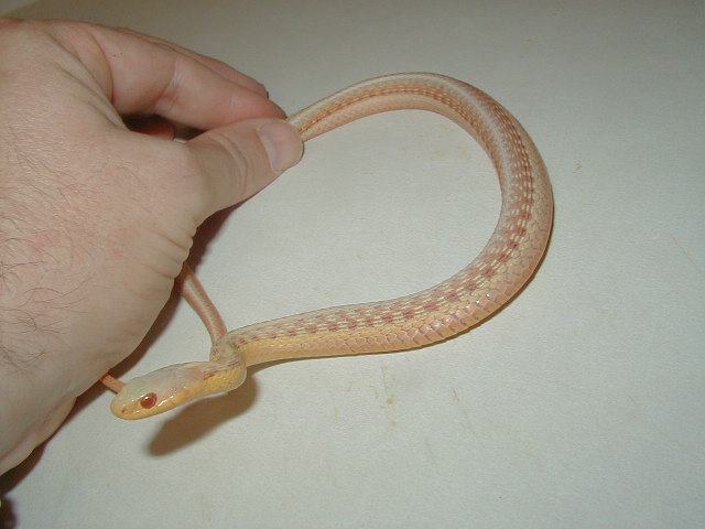 Eastern albino male WC MIchigan 07 21 2009