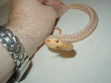 Eastern albino male 2 WC MIchigan 07 21 2009
