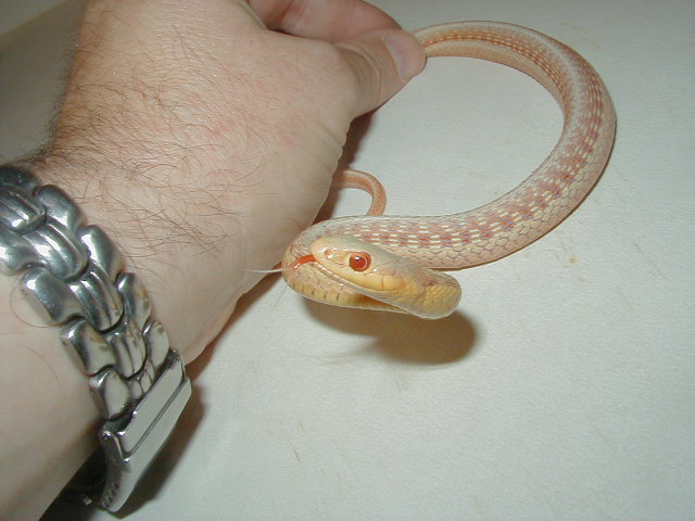 Eastern albino male 2 WC MIchigan 07 21 2009