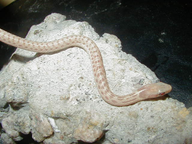 Eastern ery albino 5 Myrtle Beach DH X Myrtle Beach DH female CB 09 06 13 2