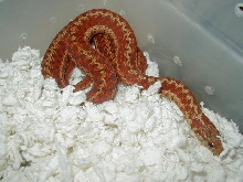 Erythristic eastern garter (bright)