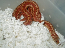 Erythristic eastern garter (Bright )