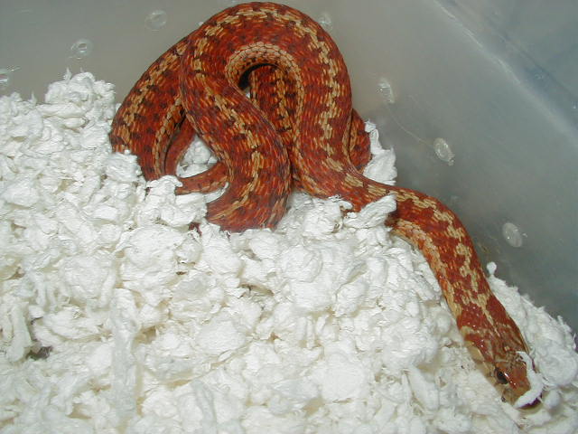 Erythristic eastern garter (Bright )