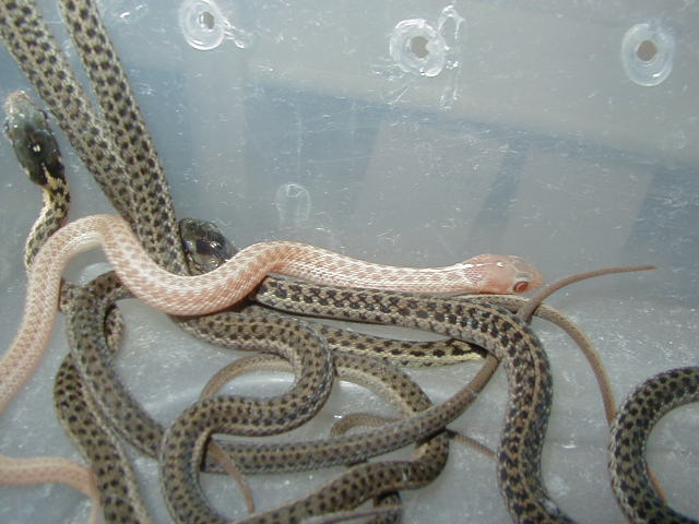 Eastern erythristic Myrtle Beach 3 fem x Myrtle Beach male CB 09 05 17 2009