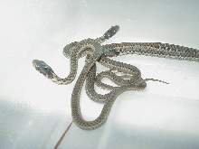 Eastern erythristic Myrtle Beach 3 fem x Myrtle Beach male adult female mom
