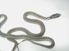 Eastern erythristic Myrtle Beach 3 fem x Myrtle Beach male adult female mom
