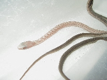 Eastern erythristic Myrtle Beach 3 fem x Myrtle Beach male adult female mom