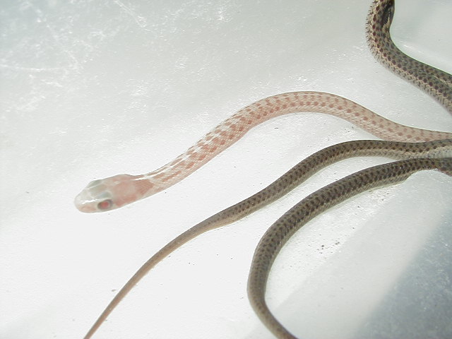 Eastern erythristic Myrtle Beach 3 fem x Myrtle Beach male adult female mom