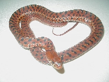 Erythristic eastern