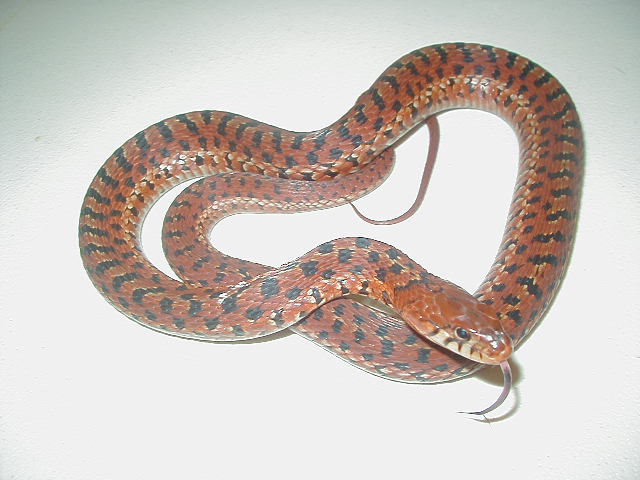 Erythristic eastern