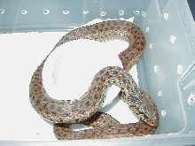 Erythristic eastern from Florida